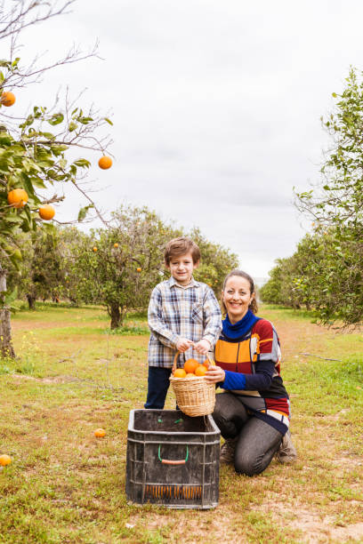 istock Woman and child picking oranges 1365112833
