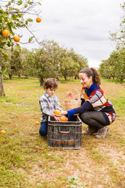istock Woman and child picking oranges 1365112848