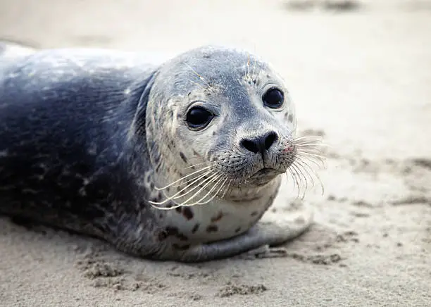 Photo of Image of a cute harbor seal on sand