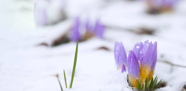 istock Crocus in the snow-covered garden, snowdrop flower 1365114326