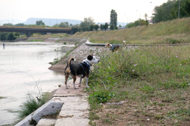 Two terrier dogs by the river quay, one of them is Jack Russel, on the dog walk playing end enjoying spring day.