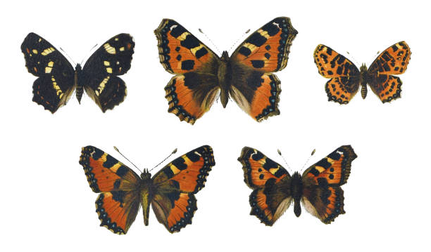 istock Butterfly collection - vintage color illustration 1365118168