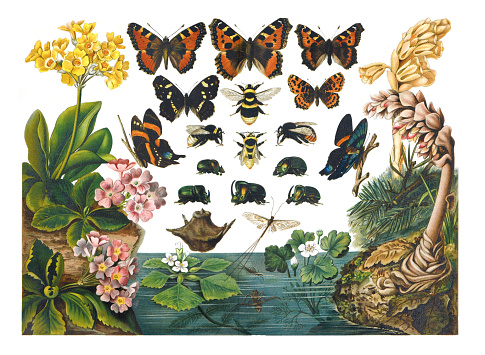 Collection of exotic butterfies and insects at floral pattern. 
Vintage collection of different insects and butterflies. hand drawn illustration vintage poster.