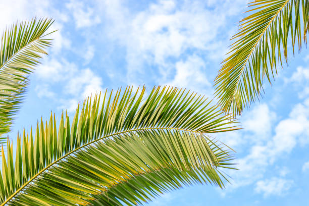 istock curved branches of a palm tree against the blue sky 1365118584