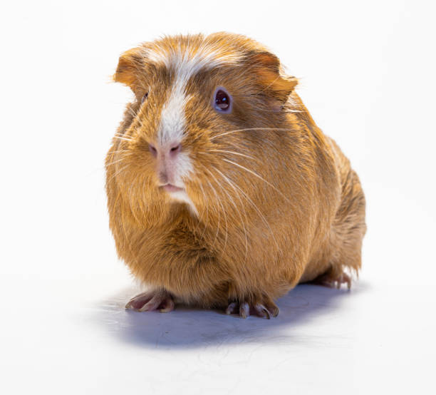 istock guinea pig on white background isolated 1365119098