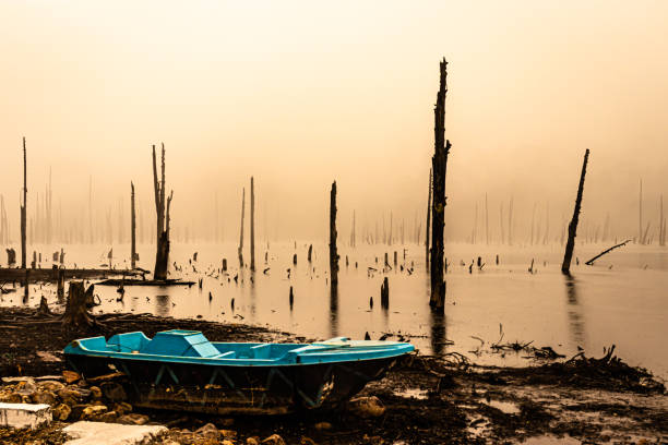 istock misty lake with many dry tree trunks at morning from flat angle 1365119783