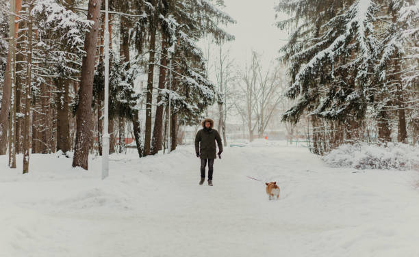 istock man walks with a corgi dog 1365121183