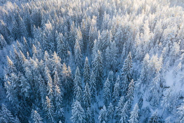 Snowy landscape, trees in the snow, frosty weather. stock photo