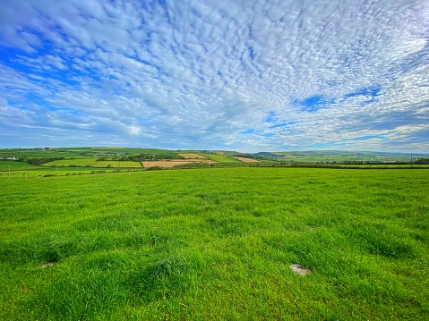 Summer landscape, countryside, bright green grass and trees, blue sky with white clouds, great summer mood