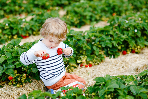 Happy preschool little boy picking and eating strawberries on organic bio berry farm in summer. Child on warm sunny day holding ripe healthy strawberry. Harvest fields in Germany