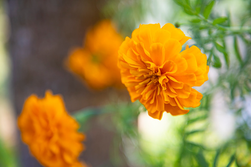 Orange Marigold flower with Blurry Background