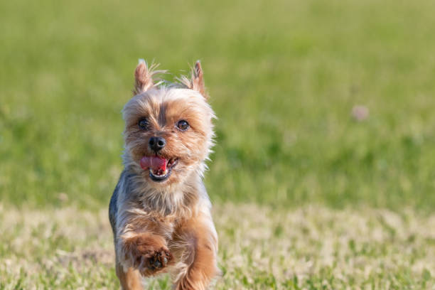 istock Yorkshire Terrier running on park lawn 1365129945