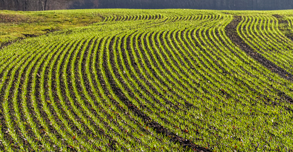 field with lots of sunny illuminated small green seedlings