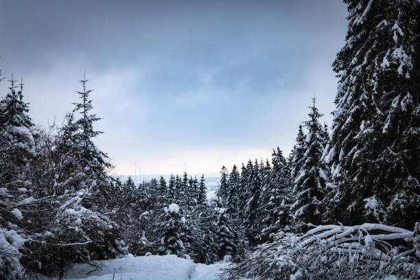 hermoso bosque alpino de invierno panorámico con nieve profunda y cielo nublado - eifel fotografías e imágenes de stock