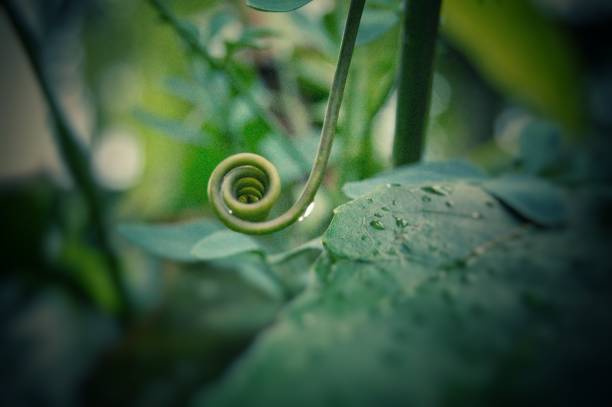 istock Photo Nature life 1365131809