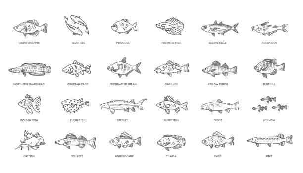 Freshwater fish set. Types of Fish Vector illustration of different types of fish. Different Types of Fish for Eating and Cooking catfish stock illustrations