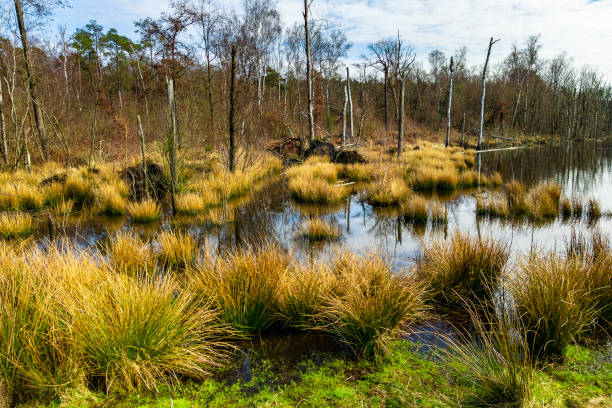 istock Lake in Autumn 1365133411