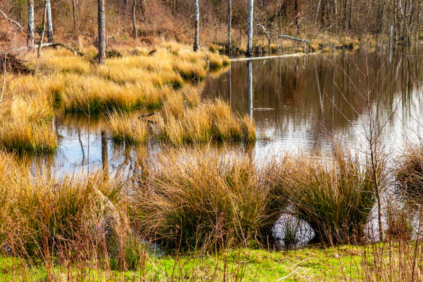 istock Lake in Autumn 1365133415