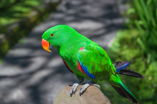 Green eclectus parrot. A beautiful and bright bird in the wild.