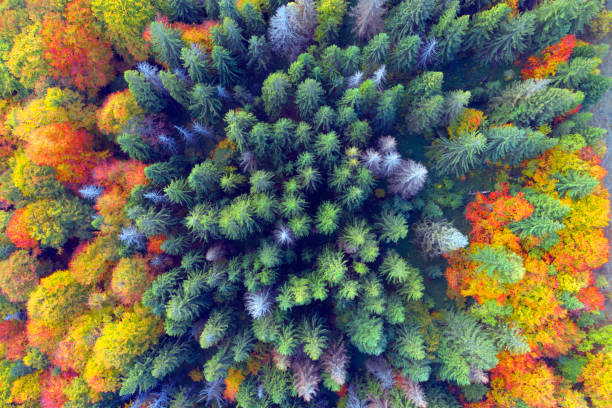 istock Autumn forest in the Carpathians, copter. 1365133736