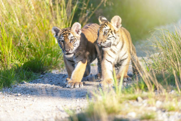 istock Pair of Bengal tiger cubs on a walk on a forest road. 1365134257