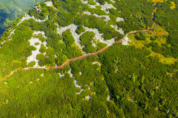 Carpathians above the coniferous forest are covered with mountain alpine pine, in which paths are cut for tourists and hunters, otherwise it is impossible to move in it. View from the drone.