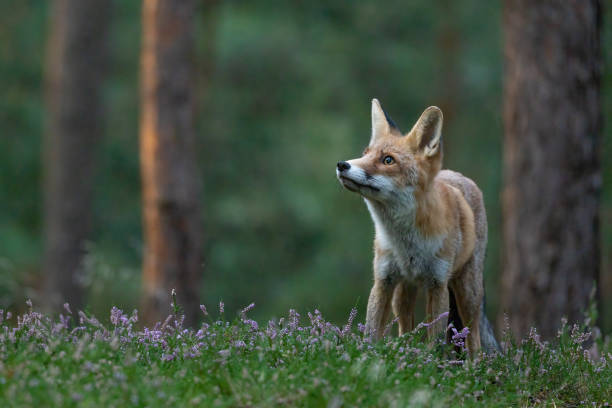 istock Cute Red fox is posing outdoors. 1365134504