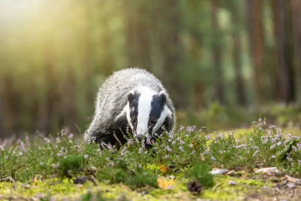 Front view of European badger is posing with his head bowed in the heather. Horizontally.