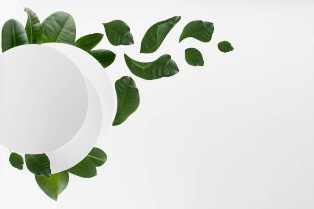 istock Summer bright fresh white abstract background with circles as blank frame with swirl of tropical green leaves levitate, copy space, stage for design, advertising, presentation cosmetic product. 1365134592