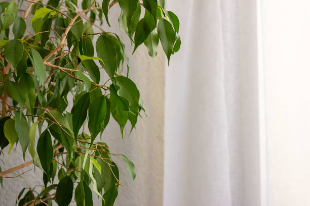 istock Ficus benjamina against a gray wall, near a window with tulle. Place for your text, selective focus 1365134639