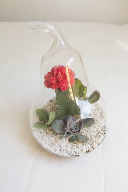istock Succulent plant terrarium inside a glass pear 1365134861
