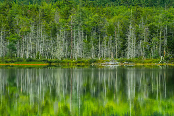 reflection of green trees in water - long imagens e fotografias de stock