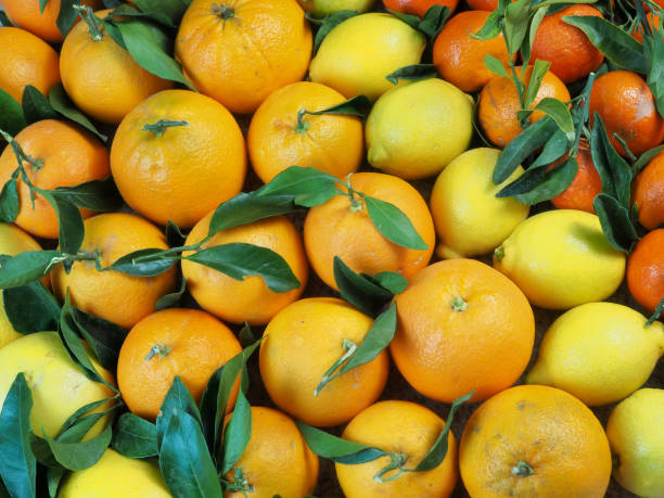 istock Background of citrus fruits 1365135052