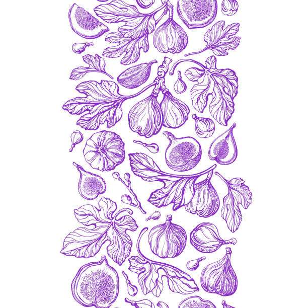 Figs seamless pattern, decorative border. Vintage Figs seamless pattern, decorative border. Vintage texture branch, rustic fruit. Vector strip on white background. Organic exotic fruit. Summer vitamin fresh food fig tree stock illustrations