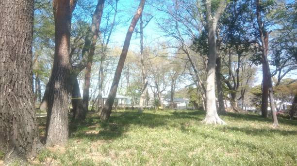 istock Large forest of trees in the park 1365140704