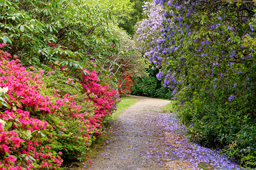 Colourful plants during spring in the grounds of Exbury gardens, a large woodland garden belonging to the Rothschild family in Hampshire, England, UK - 20th of May 2021