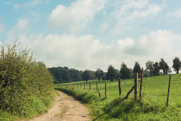 istock Dirt road with a fence in rolling sunny countryside under a blue cloudy sky. 1365141239