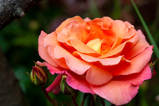 A blooming rose flower, its color is pink and white. Isolated a large flower with clipping path. Beautiful flowers in the park.