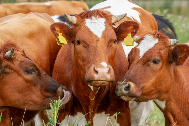 istock Cow in the field 1365142456