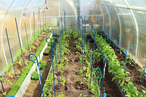 Greenhouse made of polycarbonate with tomatoes and peppers in the garden. Kind inside. Background.