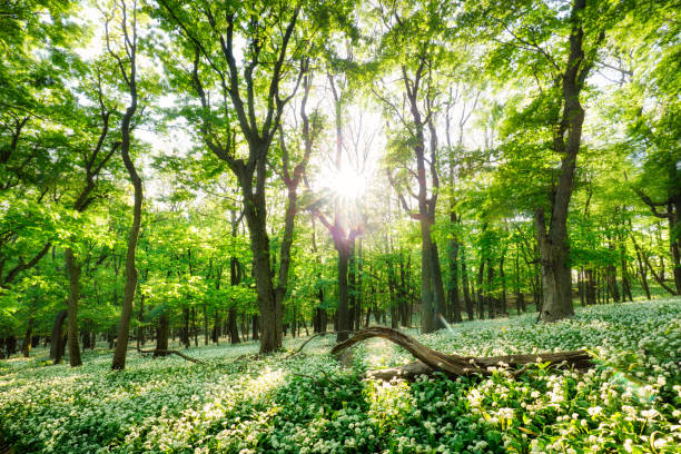 istock Spring forest with blooming white flowers and sun. Wild garlic - Carpathian mountain 1365147095