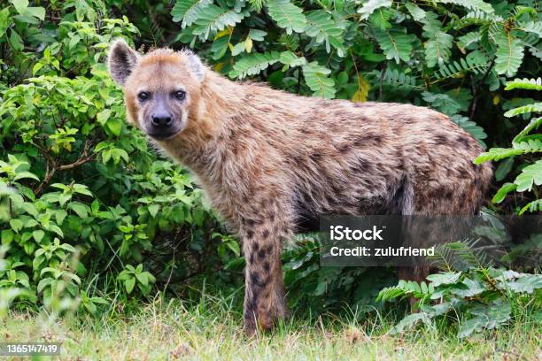 Hyena Stock Photo - Download Image Now - Hyena, Aberdare National Park, Animal