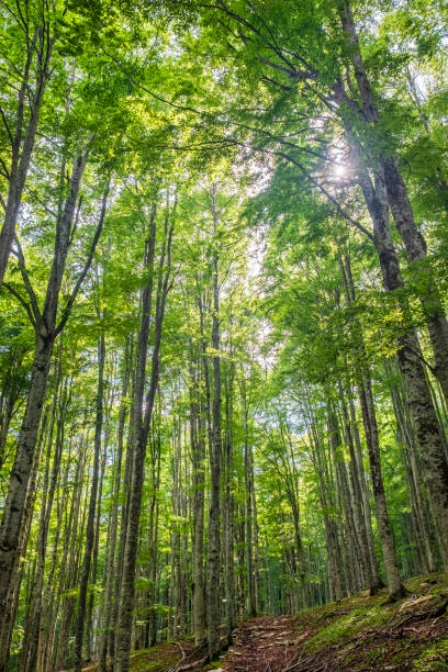 istock Forest of Cansiglio, Veneto, Italy 1365147474