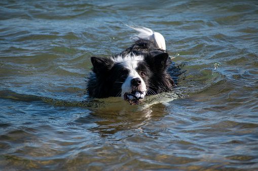 Image of a border collie playing on the beach with a ball