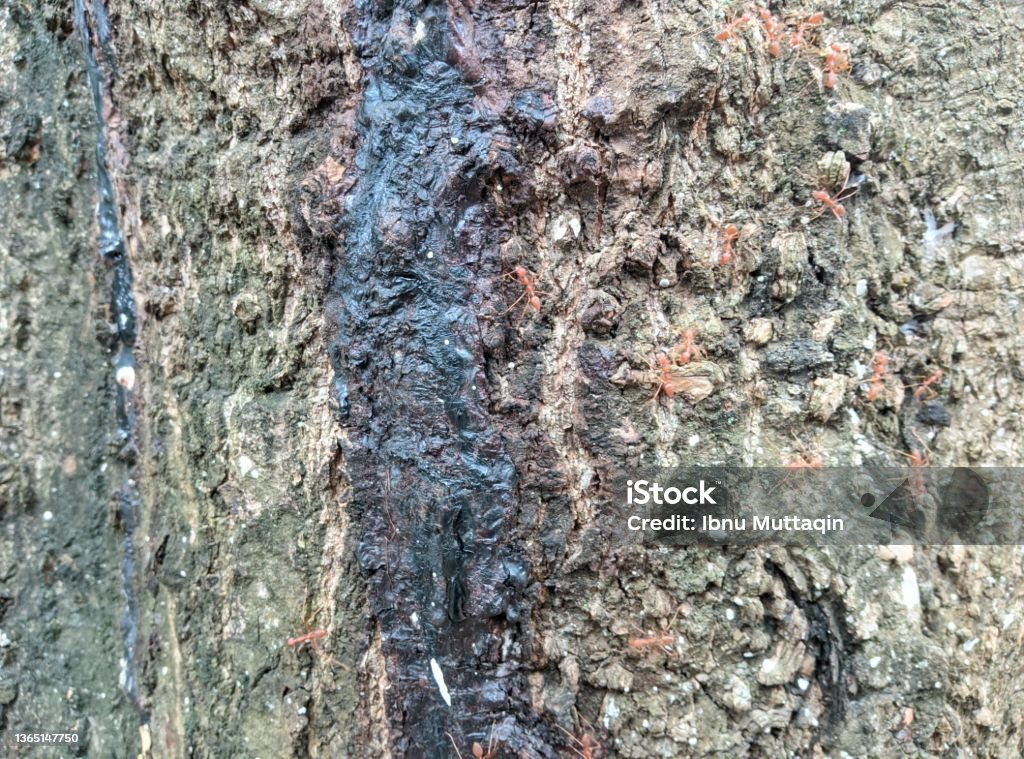 Damage Mango Texture Mango Tree Texture Stock Photo - Download Image Now - Abstract, Aging ...
