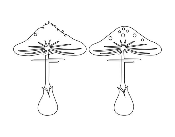흰색 배경에 고립 된 아마니타 버섯. 연속 선 도면. 벡터 일러스트레이션 - 독우산광대버섯 stock illustrations