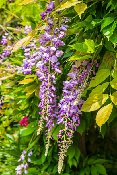 istock Wisteria in bloom 1365150258
