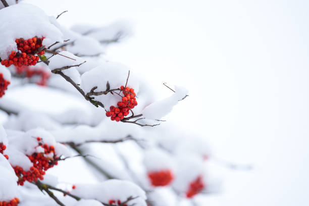 racimos de bayas de serbal rojo bajo la nieve - february fotografías e imágenes de stock