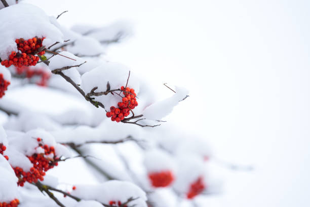 Bunches of red rowan berries under snow Bunches of red rowan berries under snow february stock pictures, royalty-free photos & images