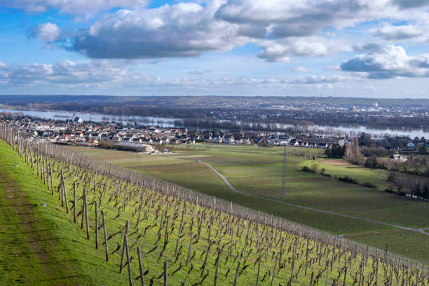 vista de mittelheim am rhein - mittelheim - fotografias e filmes do acervo